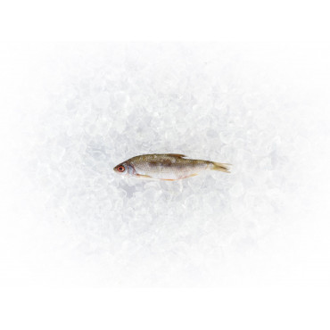 10 x 10 Köderfische 4 - 7cm