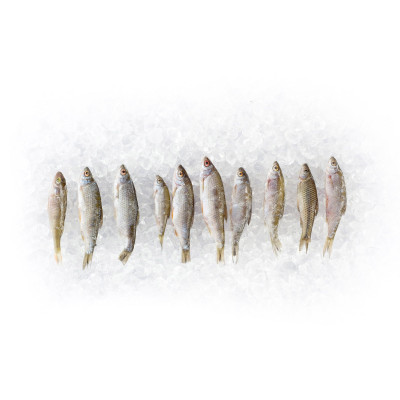 10 x 10 Köderfische 4 - 7cm