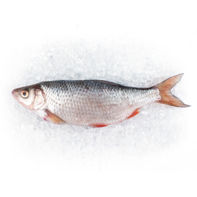 Letzter Artikel: 3 x 2 Rotaugen und Rotfedern 18 - 25cm Letzter Artikel: 3 x 2 Rotaugen und Rotfedern 18 - 25cm