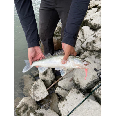 Bis zu 15% sparen: Quantum Gummifisch Q-Paddler Bubble Gum 10cm